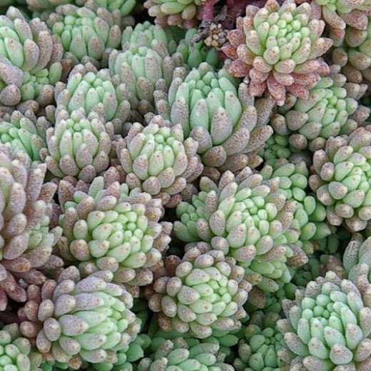 Hispanicum sedum