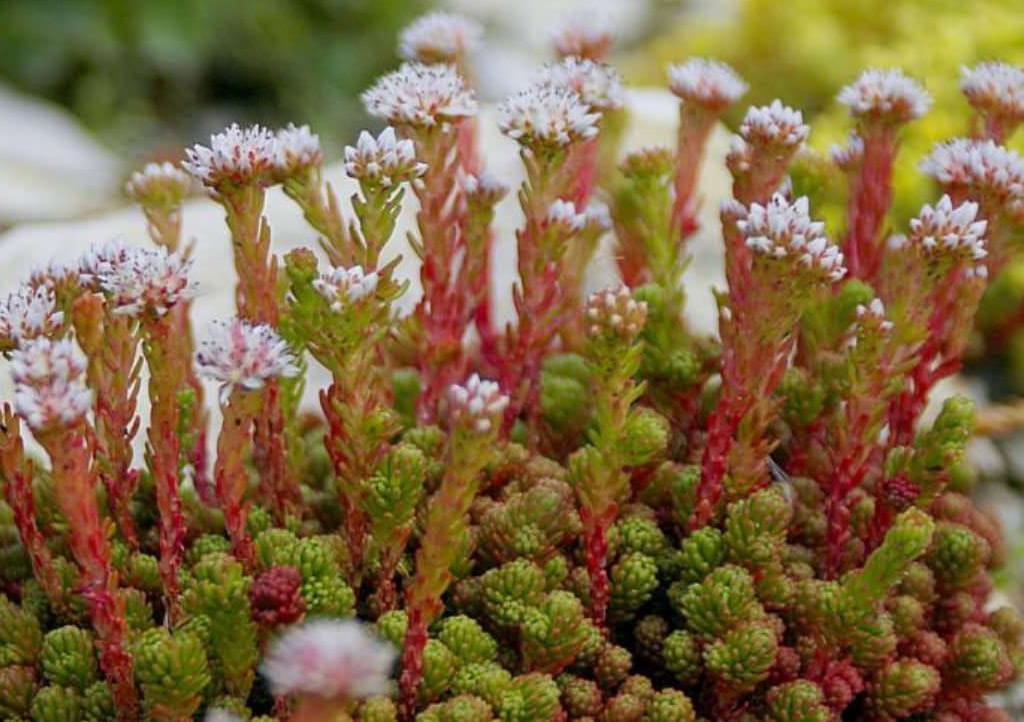 Lydium sedum