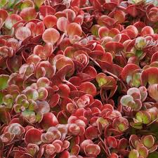 Coral sedum